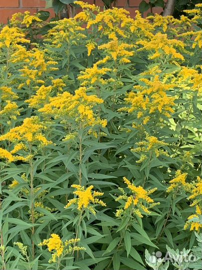 Цветы многолетки