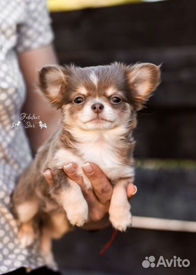 Чихуахуа шикарная девочка