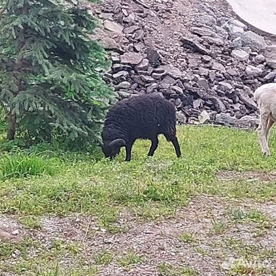 Овцы бараны ягнята