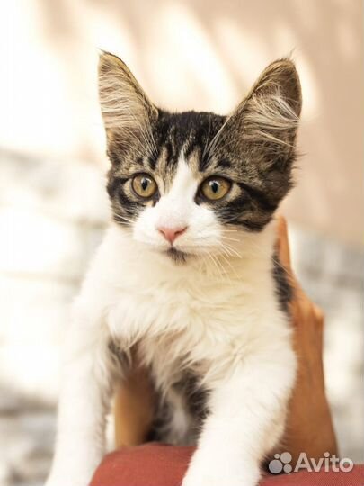 Котенок Сема мальчик 3 мес ищет дом