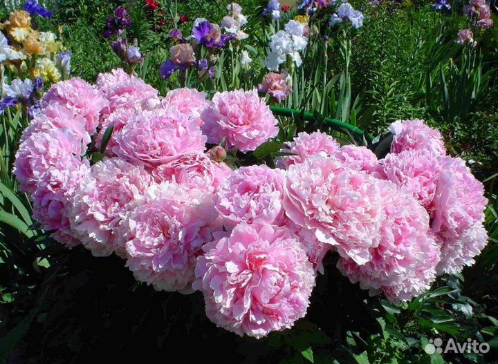 Пион Розовое облако