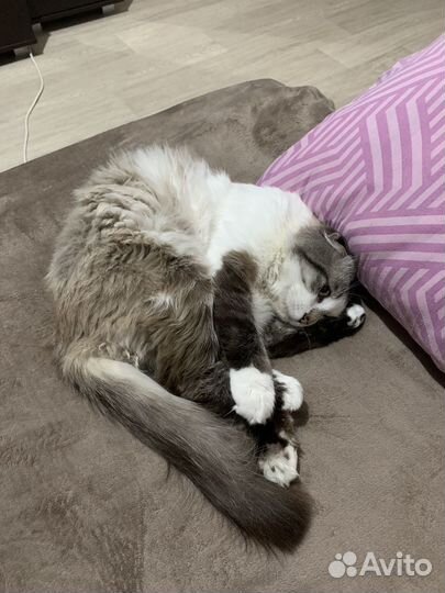 Кот на вязку шотландский вислоухий