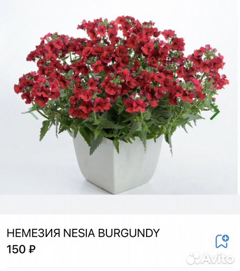 Немезия вегетативная