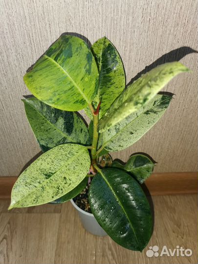 Фикусы Эластика (каучуконосные)