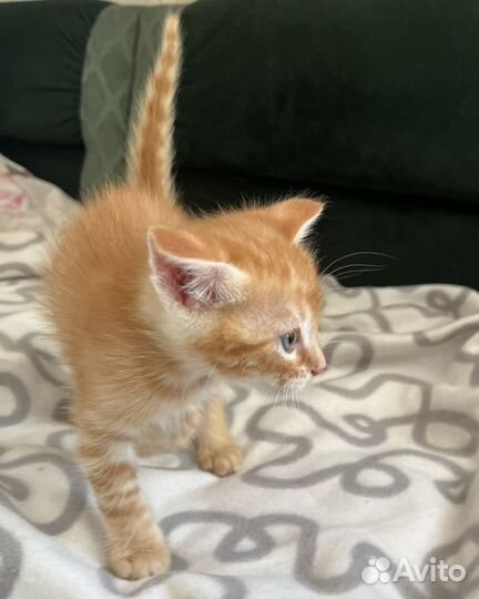Рыженькие котята