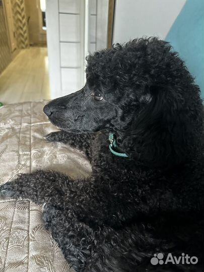 Карликовый Пудель вязка