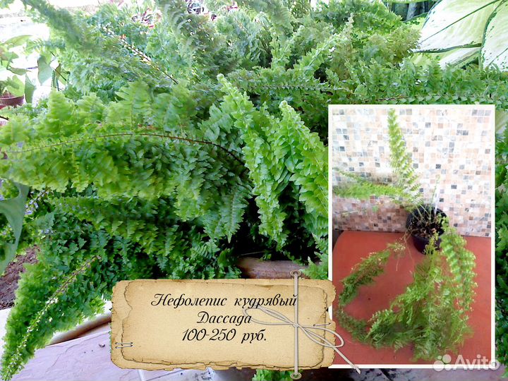 Растения комнатные №4