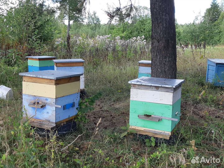 Улья для пчел, рамки, медогонка