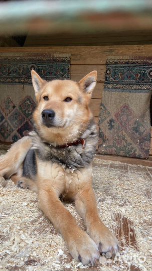 Красивый Феникс ищет семью