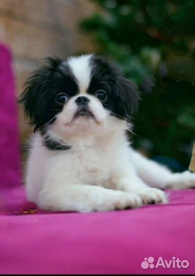 Японский хин