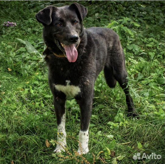 Классный пёс Гром мечтает найти дом