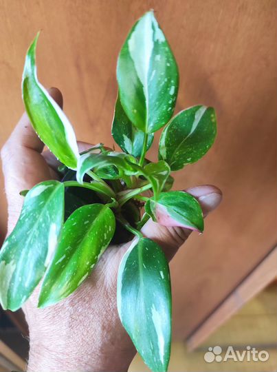 Филодендрон белая принцесса, варикозум