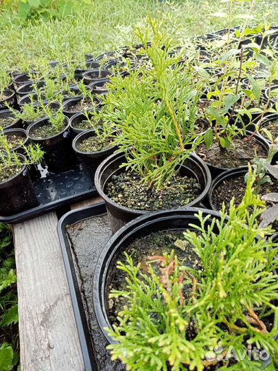 Многолетние растения для сада