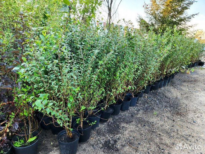 Кизильник для изгороди