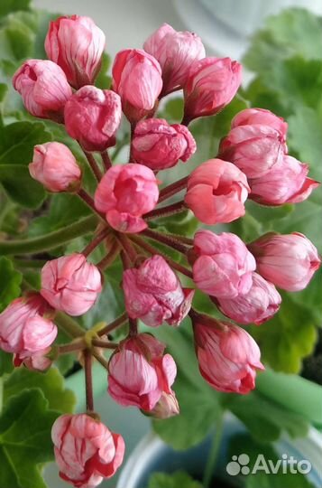 Герань пеларгония розебудные, тюльпанки, зоналки