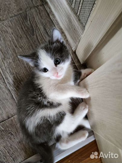 Кошка в дар бесплатно