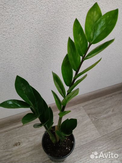 Замиокулькасы