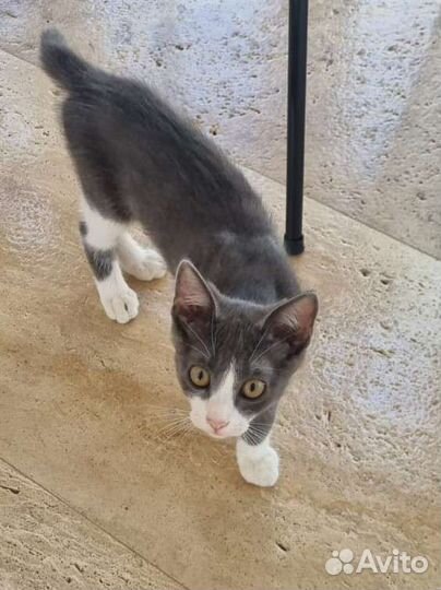 Котенок в добрые руки