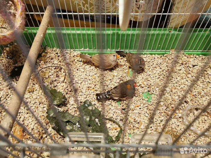 Зебровые амадины