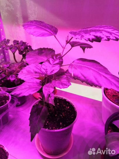 Неприхотливы комнатные растения