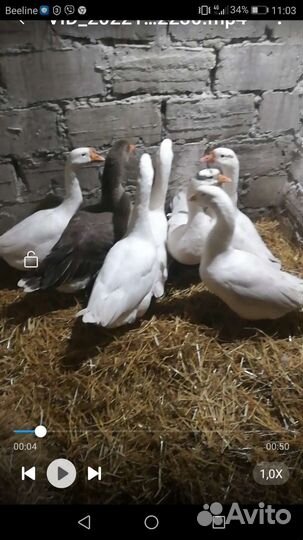 Гусиное яйцо