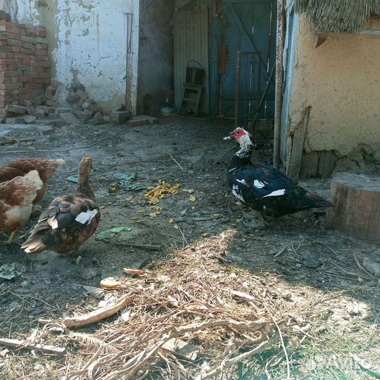 Селезень индоутки