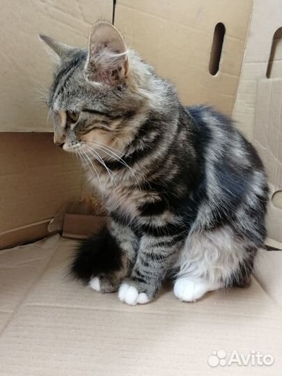 Котёйка Маргоша 4 мес пушистая ласкуша