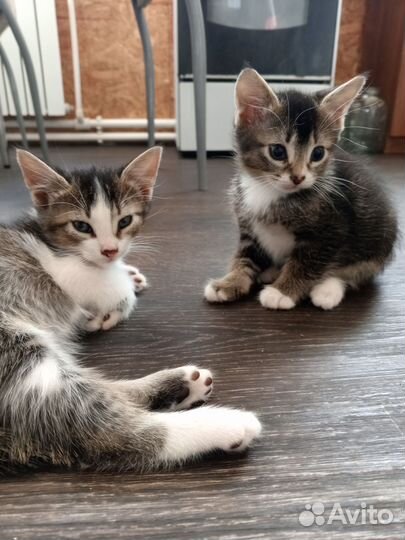 Котята в добрые и любящие руки. Бесплатно