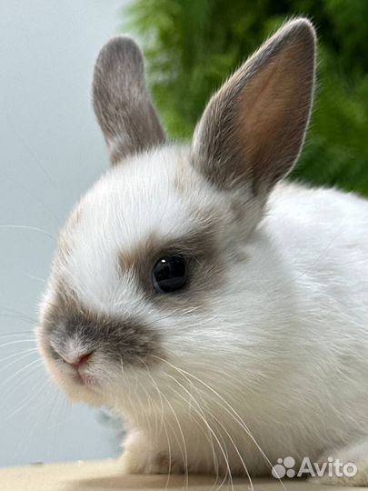 Кролик декоративный. Карликовый кролик от Питомник
