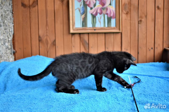 Бенгальский кот меланист