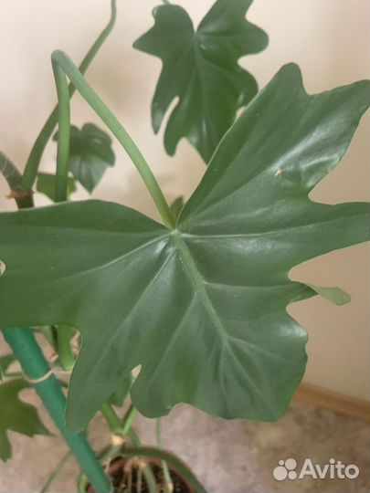 Монстера, филодендрон