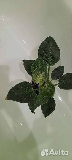 Эпипремнум годзила и филодендрон Биркин