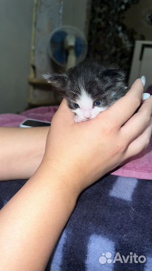 Малышка ласковая девочка