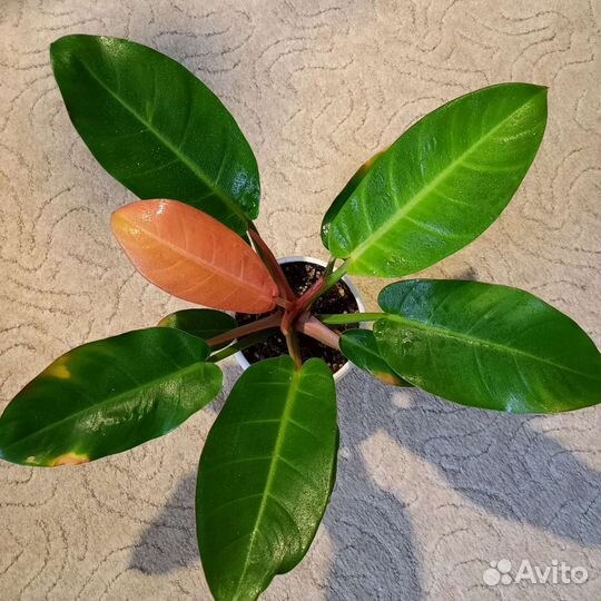 Филодендрон Принц Оранж