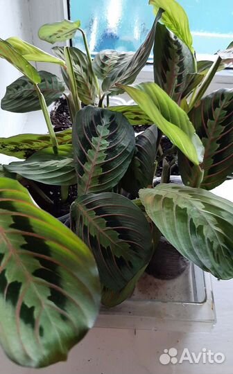 Маранта триколор