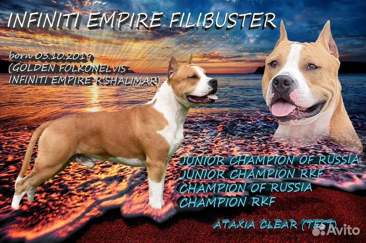 Амстафф вязка,питомник РКФ