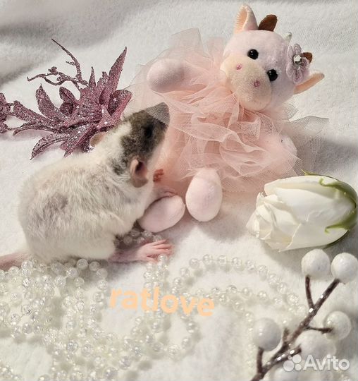 Крысята дамбо рекс