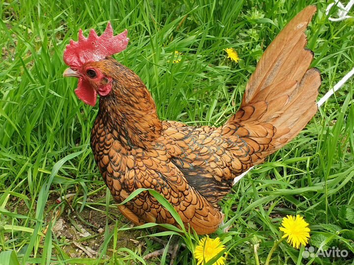 Сибрайт петушок