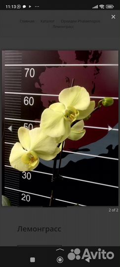 Орхидея фаленопсис