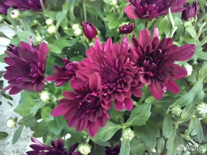 Хризантема 