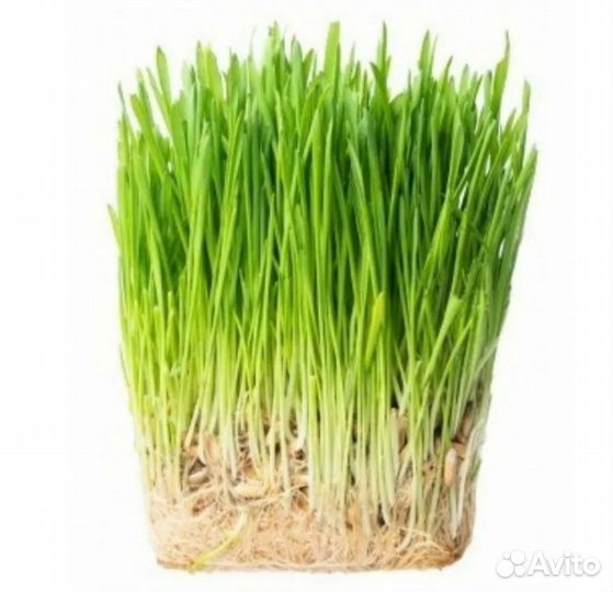 Трава для животных Микрозелень для питомцев