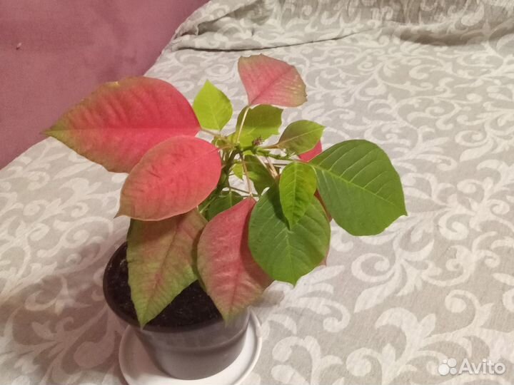 Пуансеттия