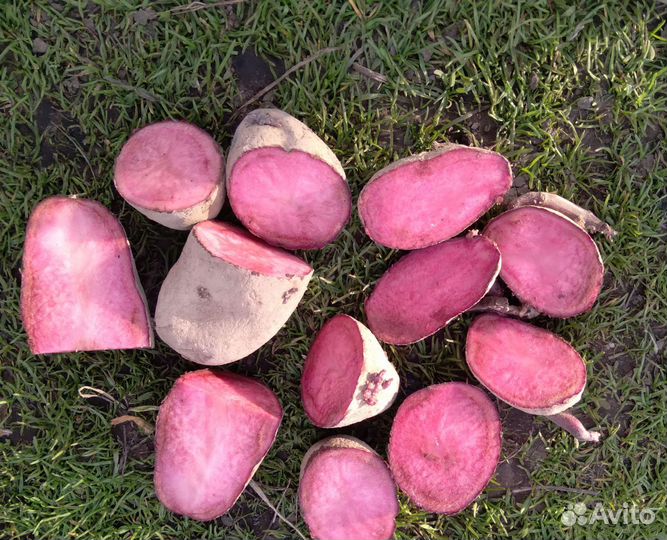 Семена фиолетового картофеля для диабетиков