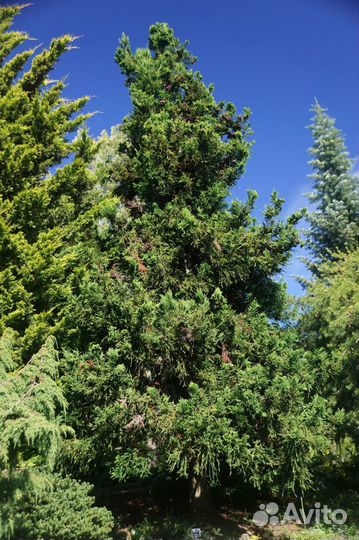 Криптомерия - японский кедр