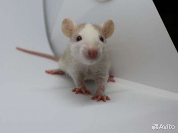 Крысята, крыса, крысята дамбо