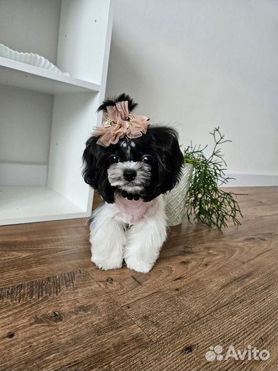 Собака щенок ши-тцу 