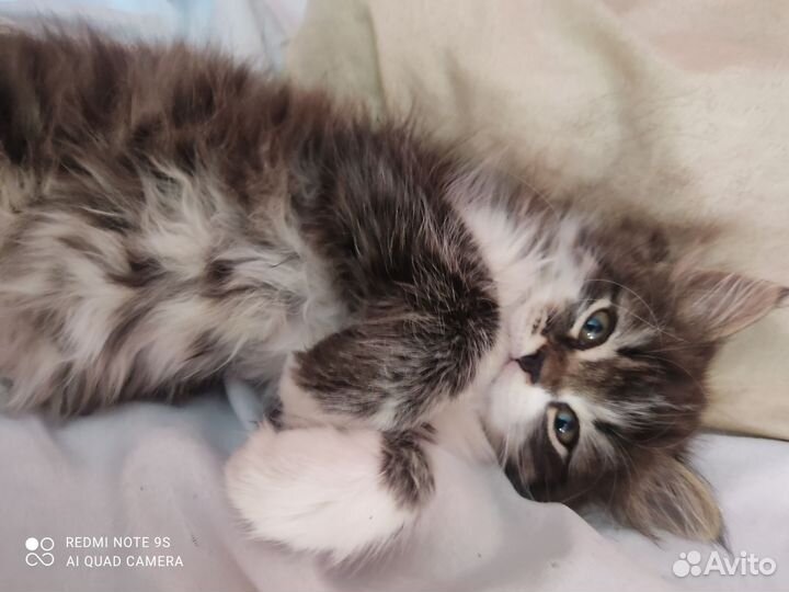 Отдам котенка в добрые руки