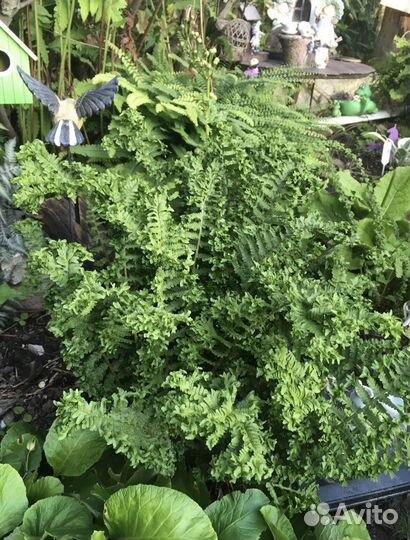 Папоротник садовый