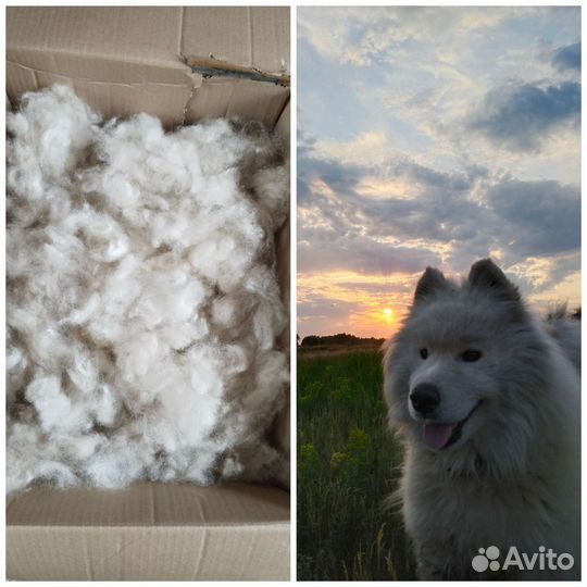 Шерсть самоеда