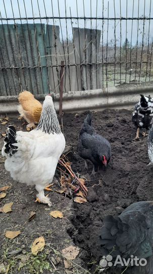 Яйцо куриное отборное